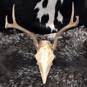 Partial Skull With Antlers