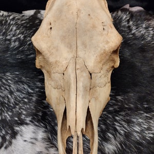 Cow Skull With Jaw Craft Grade image 5