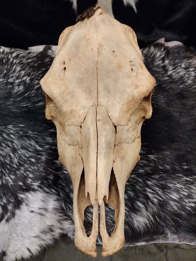 Cow Skull With Jaw Craft Grade image 5