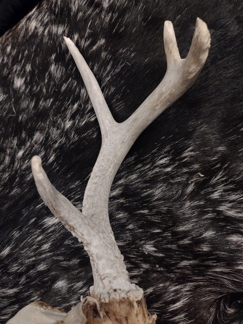 Whitetail Deer Skull With Antlers image 7