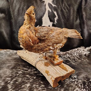 Fan Tailed Grouse Mount