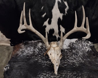 Partial Skull With Antlers