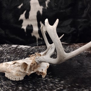 Whitetail Deer Skull With Antlers image 9