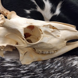 Whitetail Deer Skull With Antlers Complete image 4