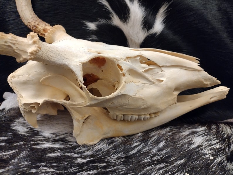 Whitetail Deer Skull With Antlers Complete image 4