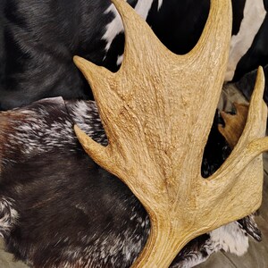 May include: A large, light brown moose antler with a rough, textured surface. The antler is lying on a brown and white cowhide.