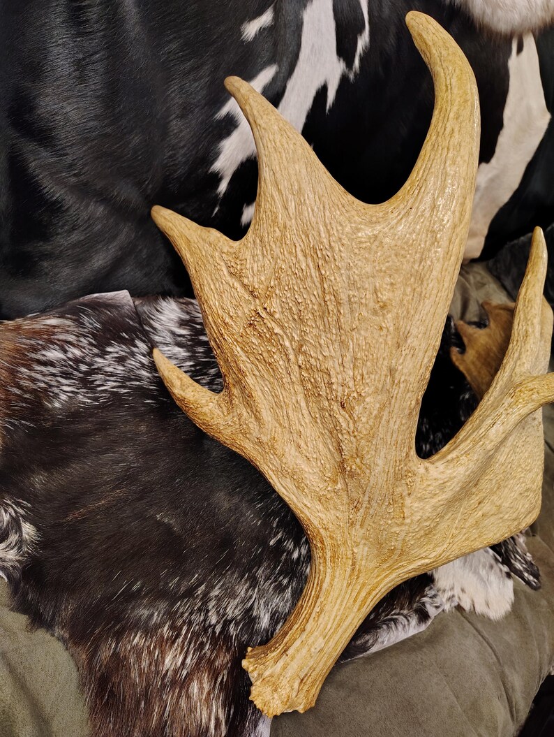 May include: A large, light brown moose antler with a rough, textured surface. The antler is lying on a brown and white cowhide.