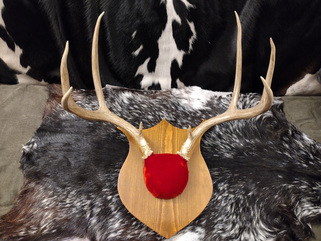 6 Point Mule Deer Antler Mount Etsy
