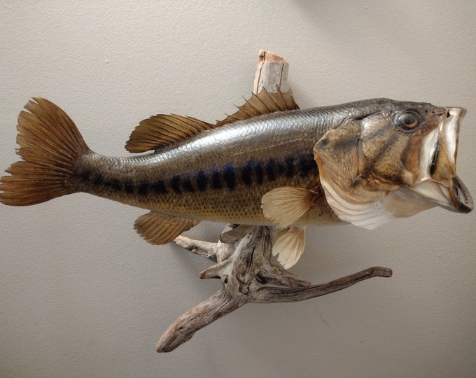 Largemouth Bass Mount Etsy