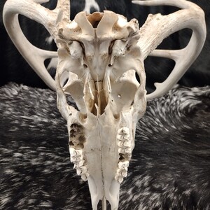 Whitetail Deer Skull With Antlers image 10