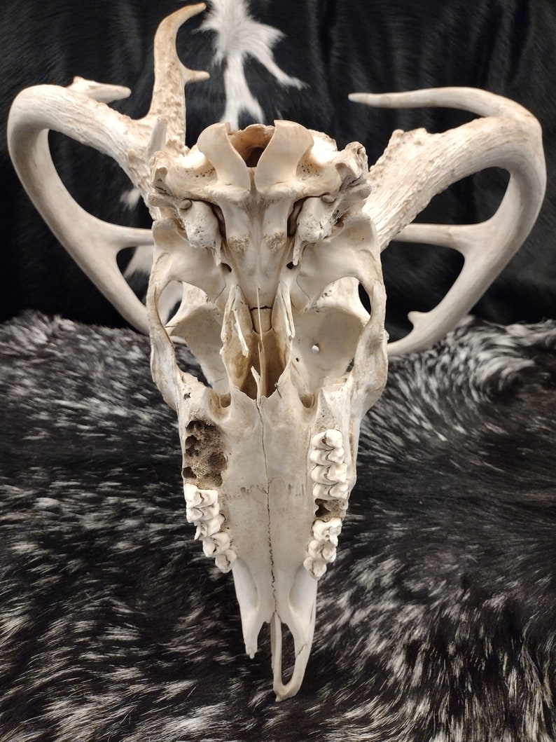 Whitetail Deer Skull With Antlers image 10