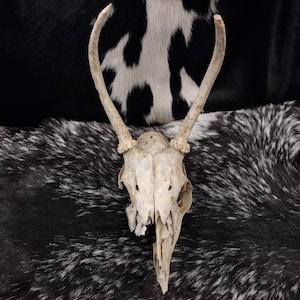Partial Skull With Antlers