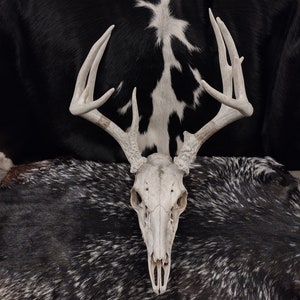 Whitetail Deer Skull With Antlers