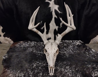 Whitetail Deer Skull With Antlers