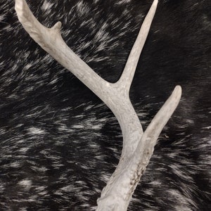 Whitetail Deer Skull With Antlers image 6