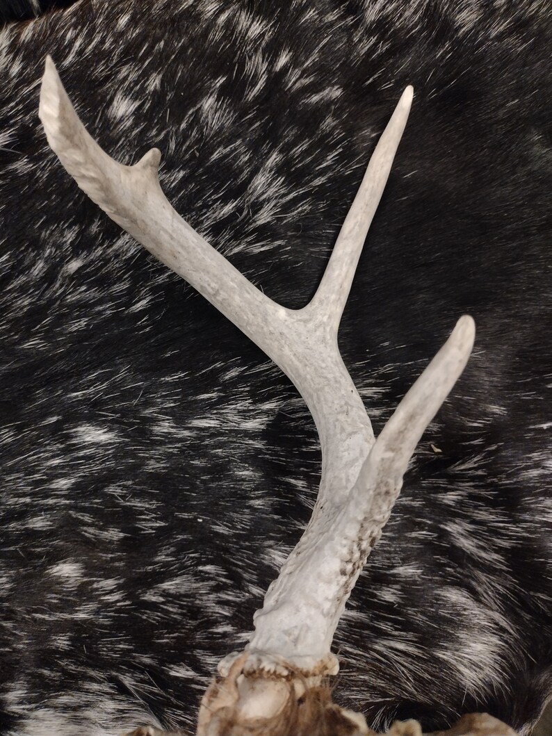 Whitetail Deer Skull With Antlers image 6