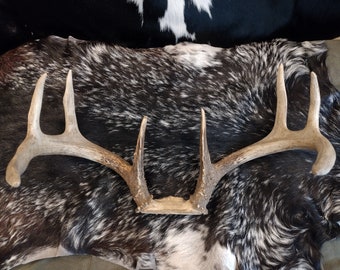 8 Point Deer Antlers