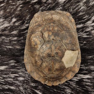 May include: A set of three ceramic mugs with a speckled, matte finish. The mugs are in shades of cream, light gray, and dark gray. Each mug has a simple, minimalist design, perfect for coffee or tea.