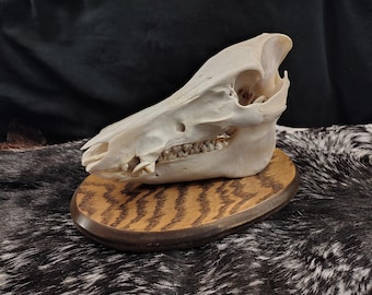 Mounted Boar Skull