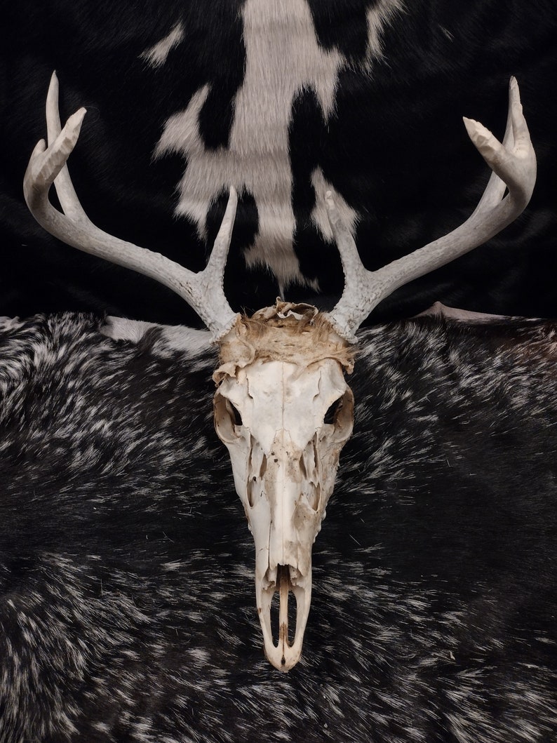 Whitetail Deer Skull With Antlers image 2