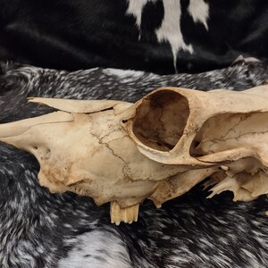 Cow Skull With Jaw Craft Grade image 6