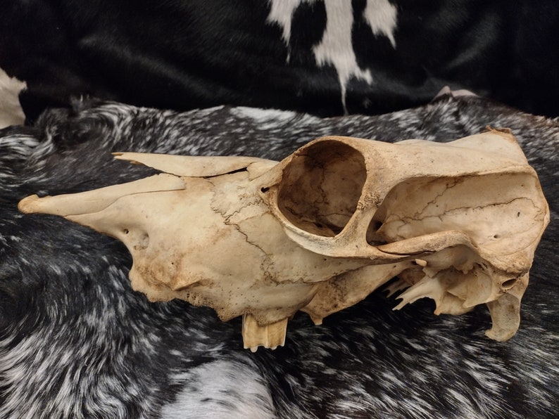 Cow Skull With Jaw Craft Grade image 6