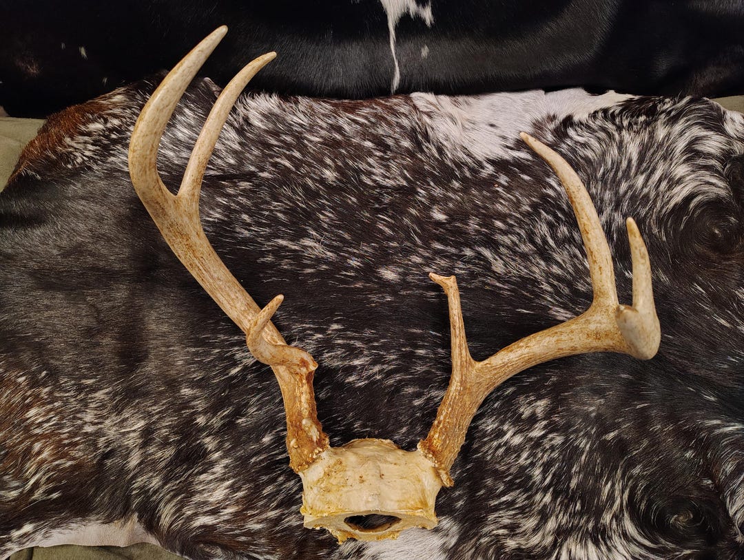 7 Point Deer Antlers - Unique - Etsy