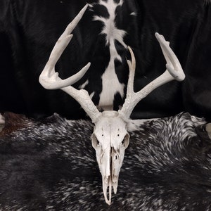 Whitetail Deer Skull With Antlers image 1