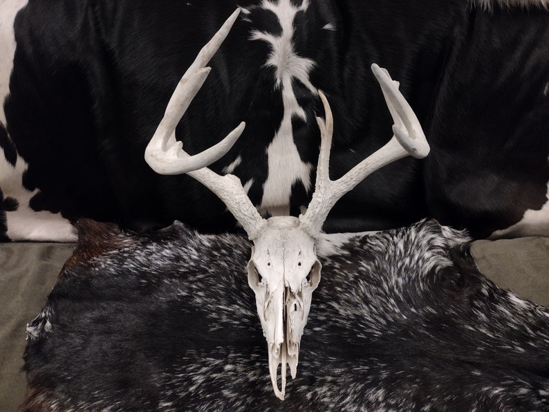 Whitetail Deer Skull With Antlers image 1