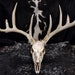 see more listings in the Whitetail Deer Skulls section