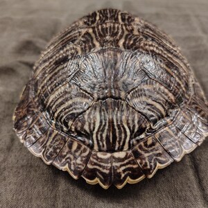 May include: A turtle shell with a brown and tan pattern. The shell has a rounded shape with a textured surface. The shell's edges are a darker brown, and the pattern is made up of lines and shapes.