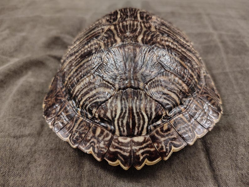 May include: A turtle shell with a brown and tan pattern. The shell has a rounded shape with a textured surface. The shell's edges are a darker brown, and the pattern is made up of lines and shapes.