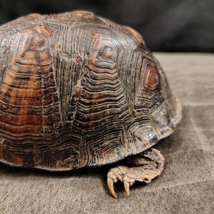 May include: A box turtle shell with a high-domed, dark brown and black carapace featuring concentric growth rings and a textured surface. A single tan-colored leg with sharp, light-colored claws extends from beneath the edge of the shell.