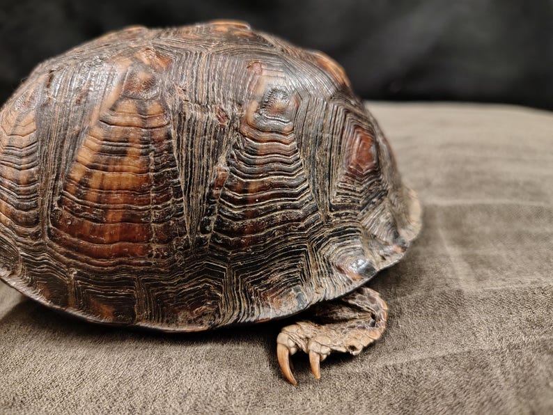 May include: A box turtle shell with a high-domed, dark brown and black carapace featuring concentric growth rings and a textured surface. A single tan-colored leg with sharp, light-colored claws extends from beneath the edge of the shell.