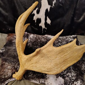 May include: A large, light brown moose antler with a rough, textured surface. The antler is lying on a black and white cowhide.