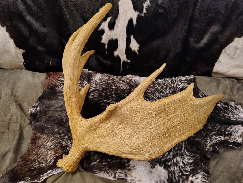 May include: A large, light brown moose antler with a rough, textured surface. The antler is lying on a black and white cowhide.