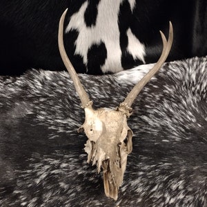 Partial Skull With Antlers