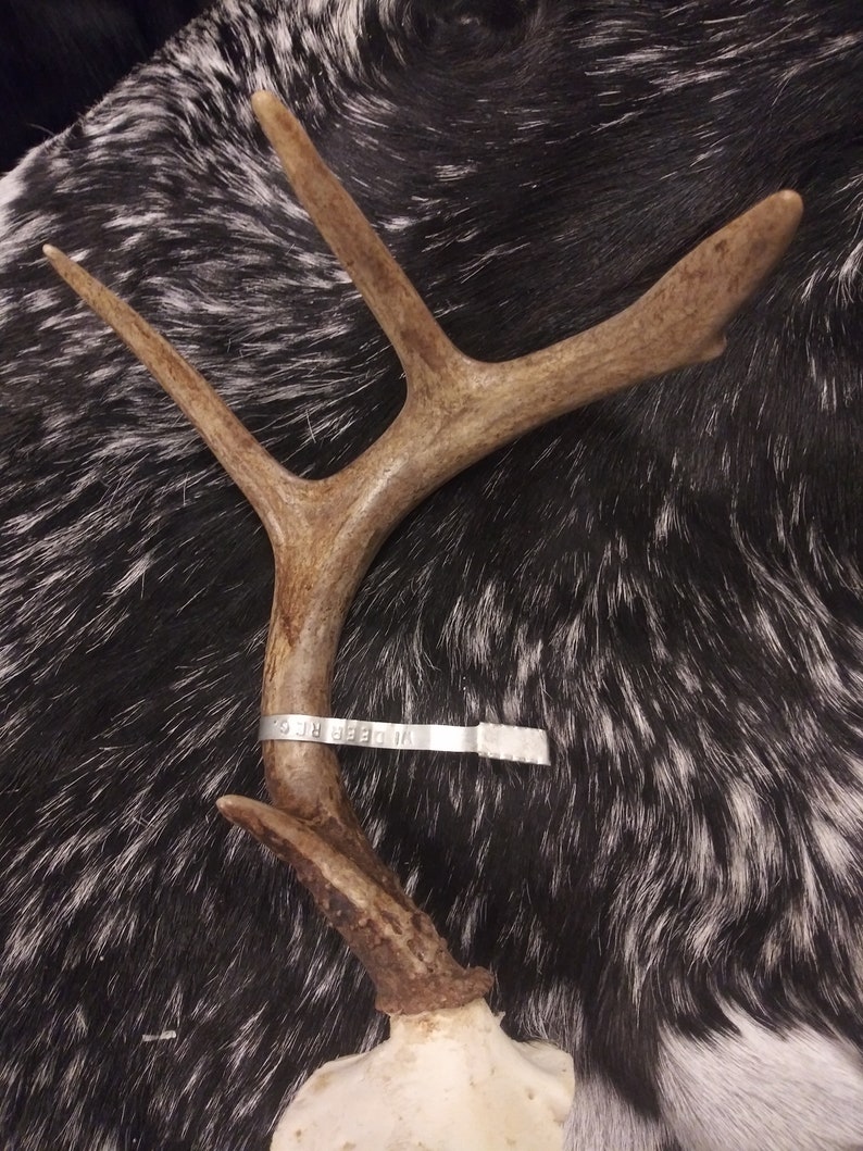 8 Point Deer Antlers