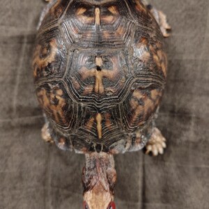 May include: A box turtle with a high-domed, dark brown shell featuring intricate tan and black geometric patterns. The turtle has a light-colored head with two distinct, bright red eyes visible from a top-down perspective, and four legs.