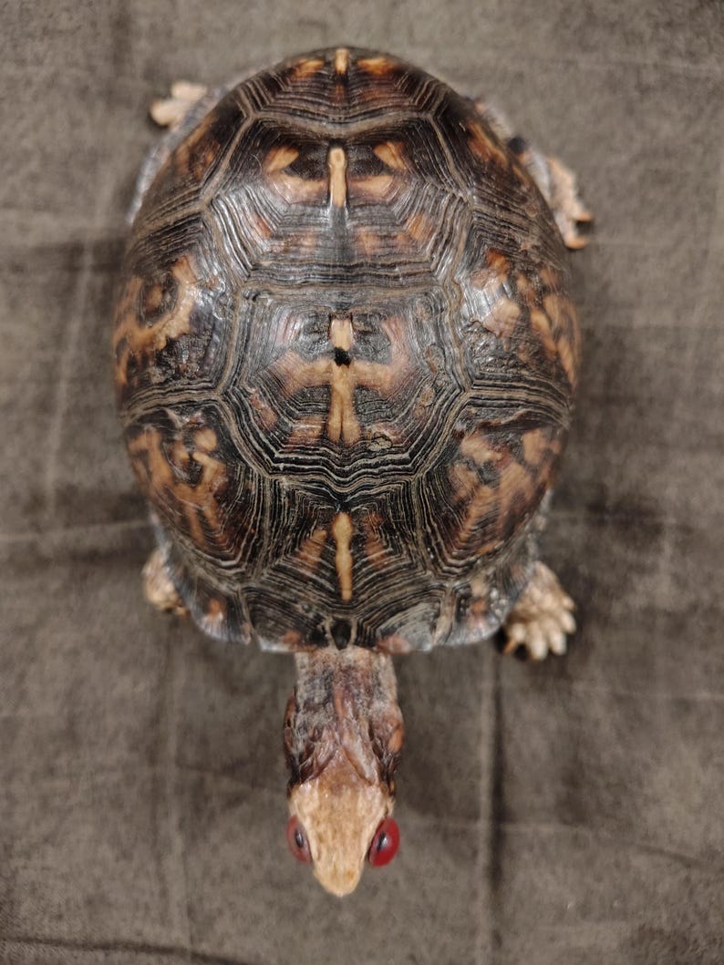 May include: A box turtle with a high-domed, dark brown shell featuring intricate tan and black geometric patterns. The turtle has a light-colored head with two distinct, bright red eyes visible from a top-down perspective, and four legs.