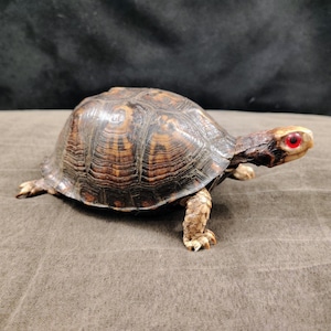 May include: A taxidermy box turtle with a high-domed, dark brown and tan patterned shell. The turtle has a light-colored head with a distinct, bright red eye, and textured, scaly legs with visible claws extending from beneath the shell.