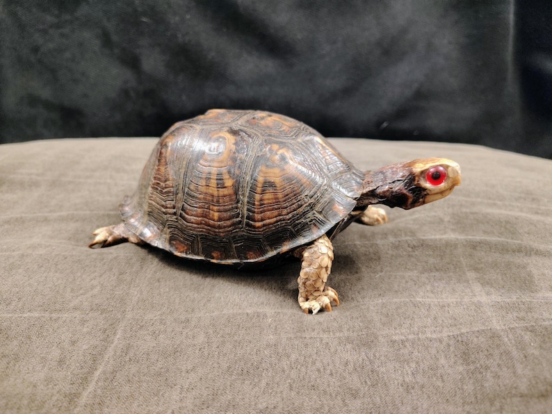 May include: A taxidermy box turtle with a high-domed, dark brown and tan patterned shell. The turtle has a light-colored head with a distinct, bright red eye, and textured, scaly legs with visible claws extending from beneath the shell.