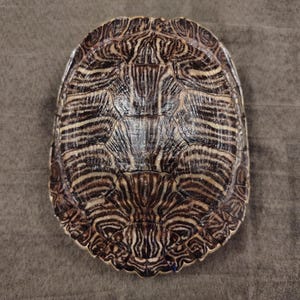 May include: A turtle shell with a detailed pattern of brown and tan stripes and swirls. The shell is oval-shaped and has a textured surface, with a glossy finish. The shell's design is symmetrical, with a central ridge.