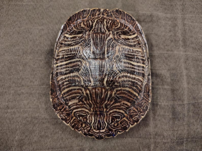 May include: A turtle shell with a detailed pattern of brown and tan stripes and swirls. The shell is oval-shaped and has a textured surface, with a glossy finish. The shell's design is symmetrical, with a central ridge.