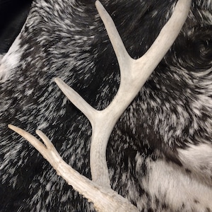 Whitetail Deer Skull With Antlers image 7
