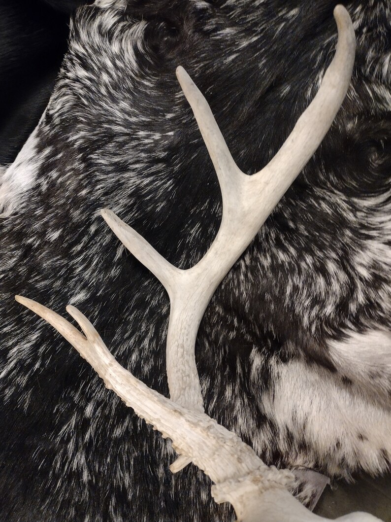 Whitetail Deer Skull With Antlers image 7