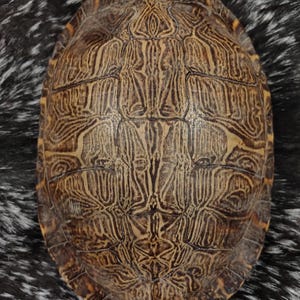 May include: An oval turtle shell featuring a complex, symmetrical pattern of dark brown and tan lines. The surface displays a series of distinct, interlocking scutes with intricate, maze-like markings that radiate from the center outward.