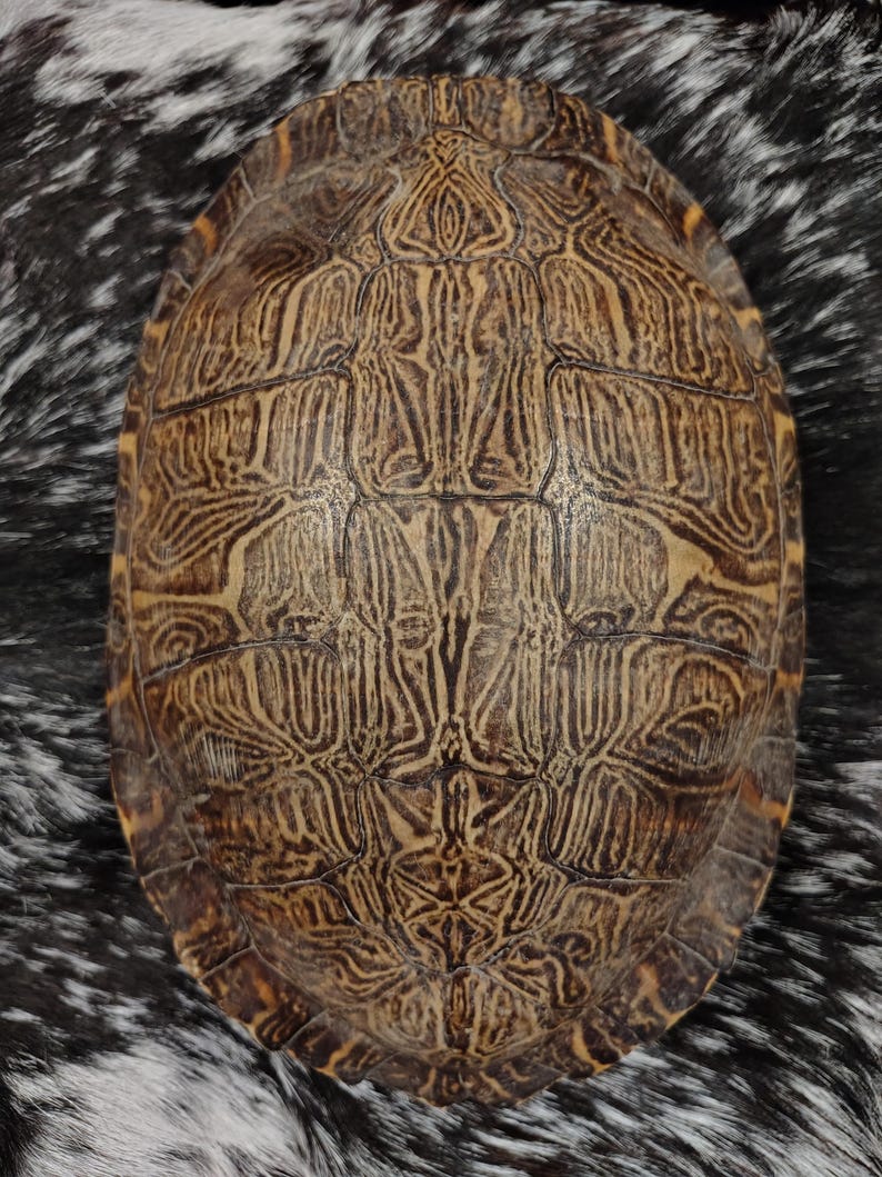 May include: An oval turtle shell featuring a complex, symmetrical pattern of dark brown and tan lines. The surface displays a series of distinct, interlocking scutes with intricate, maze-like markings that radiate from the center outward.