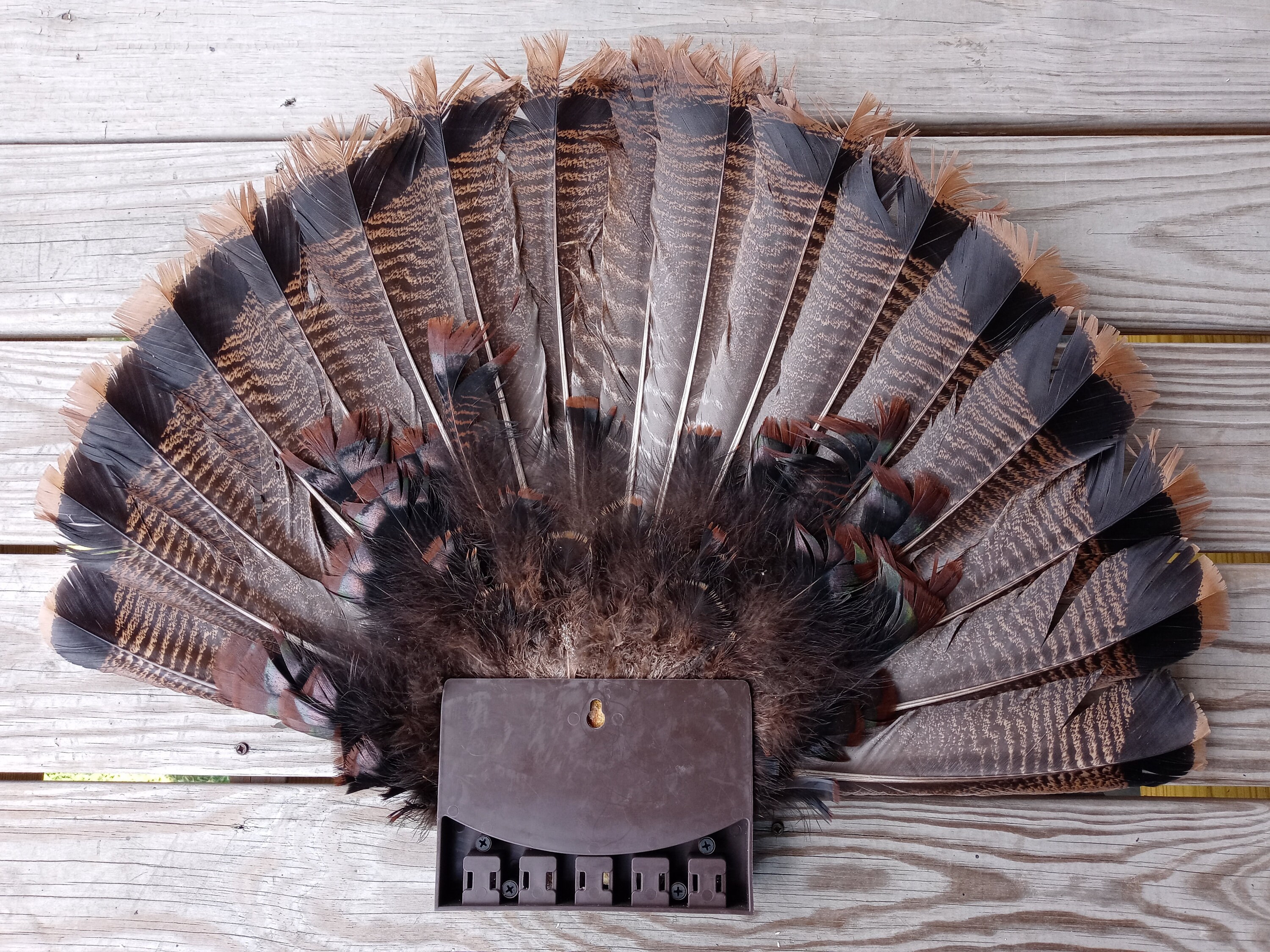 Turkey Fan Mount | Etsy