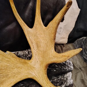 May include: A large, light brown moose antler with multiple points. The antler is resting on a black and white cowhide.
